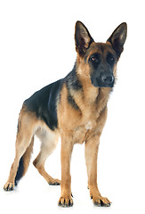 Image showing german shepherd