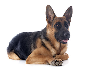 Image showing german shepherd