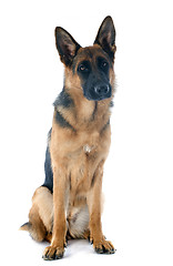 Image showing german shepherd