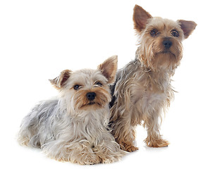 Image showing yorkshire terriers