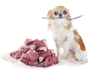 Image showing hungry chihuahua