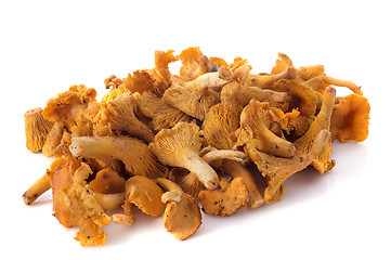 Image showing golden chanterelle