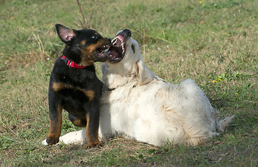 Image showing biting dogs