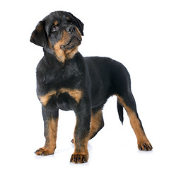 Image showing puppy rottweiler