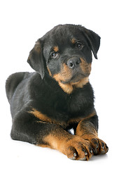 Image showing puppy rottweiler