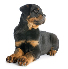 Image showing puppy rottweiler