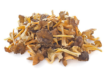 Image showing chanterelles