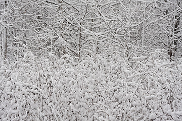 Image showing Winter forest