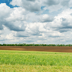 Image showing agriculture green field and low clouds over it