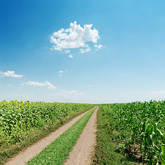 Image showing dirty road in field with sunflowers and blue sky