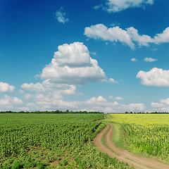 Image showing winding road in sunflower fields and clous on blue sky