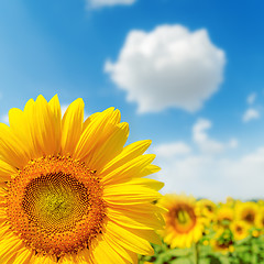 Image showing sunflower closeup on field and blue sky