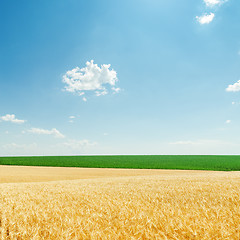 Image showing light clouds and fields with golden harvest and green plants