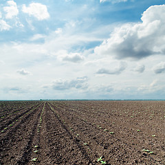 Image showing plowed field with little green shots and dramatic sky