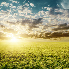 Image showing sunset over green agriculture field