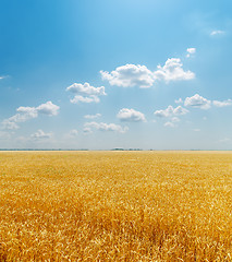 Image showing field with golden harvest under clouds in sky