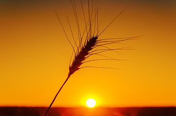 Image showing orange sunset and one wheat of ear