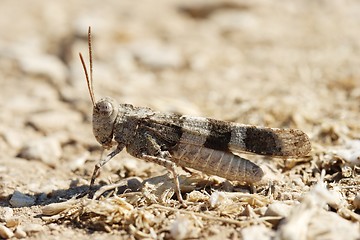 Image showing Oedipoda carulescens