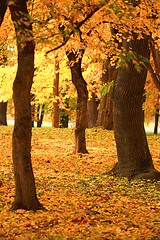 Image showing branch of an autumn tree in a forest