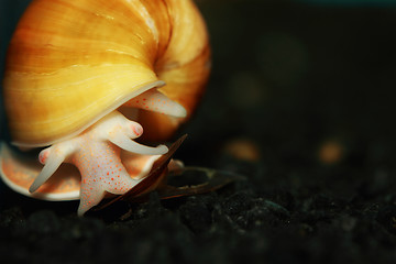 Image showing Yellow Apple Snail 