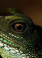 Image showing Agama (eye macro)