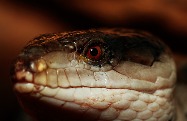 Image showing Blue tongued Skink