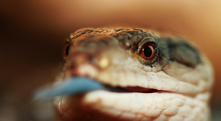 Image showing Blue tongued Skink