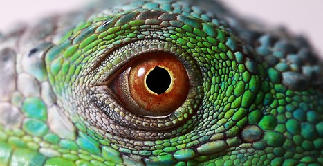 Image showing iguana eye