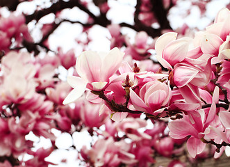 Image showing Magnolia tree