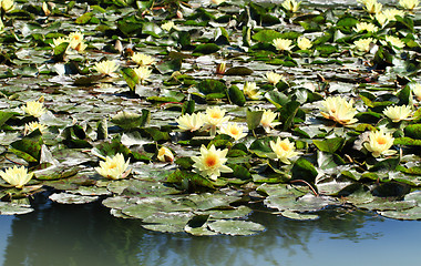 Image showing yellow water lily on the lake