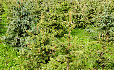 Image showing small pine trees