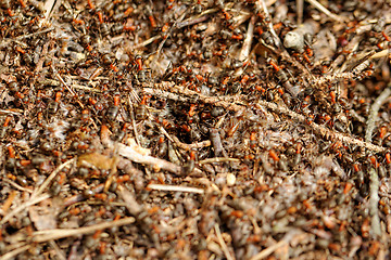 Image showing ants and ant hill