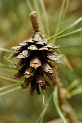 Image showing cone on pine branch