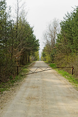 Image showing dirt road of the forest