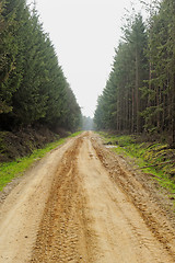 Image showing dirt road in the forest