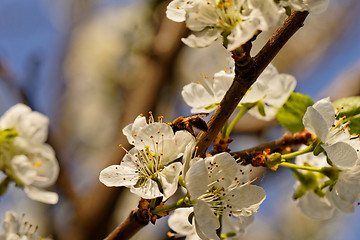 Image showing blossom cherry tree with bee