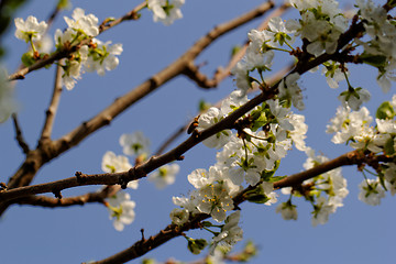 Image showing blossom cherry tree with bee