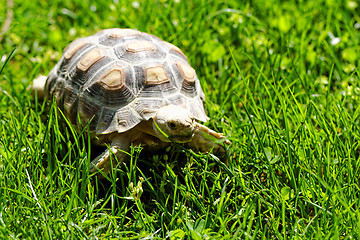 Image showing African Spurred Tortoise