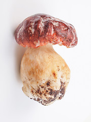 Image showing Porcini Mushroom