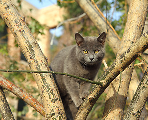 Image showing gray cat sitting on tree