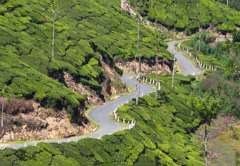 Image showing winding road between tea plantations