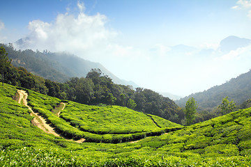 Image showing mountain tea plantation in India