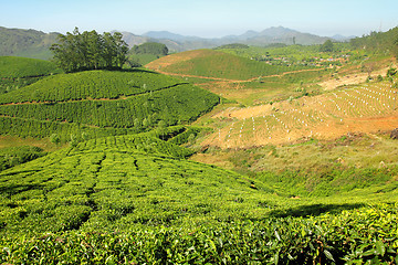 Image showing mountain tea plantation in India