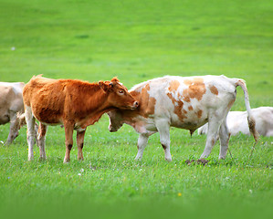 Image showing young bulls on green meadow