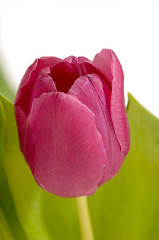 Image showing Tulip