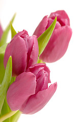 Image showing Tree pink tulips