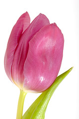 Image showing Pink tulip