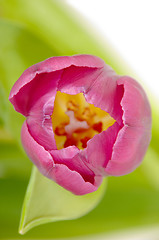 Image showing Pink tulip