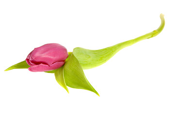 Image showing Pink tulip