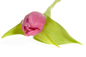 Image showing Pink tulip